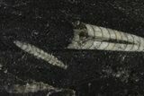 Polished Fossil Orthoceras (Cephalopod) - Morocco #138258-1